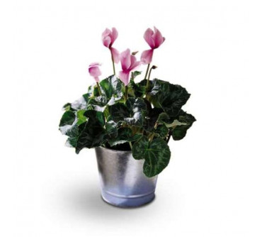 Le Cyclamen